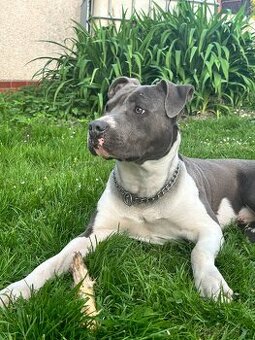 Pitbulteriér 12 měsíců