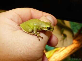 Rosnička karolínská (Hyla cinerea)