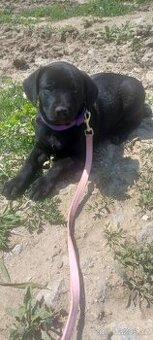 Labrador a zlatý retrievr