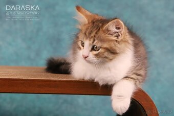 Sibiřská kočka-kocourek s PP FIFE