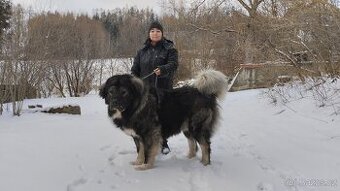 Kavkazský pastevecký pes - krytí fen s PP