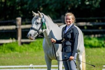 Líbivá connemara klisna do sportu