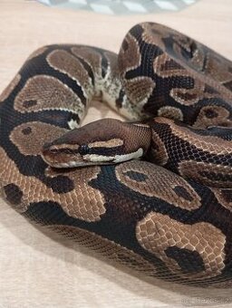 Krajta královská clasic