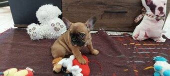 Francouzský buldoček