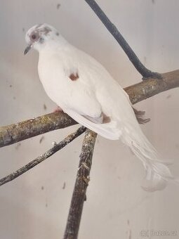 Holoubek diamantový