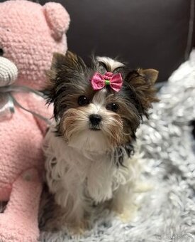 Biewer jork(Yorkshire)terier- fenka s pp