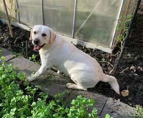 Nabízím psa na krytí