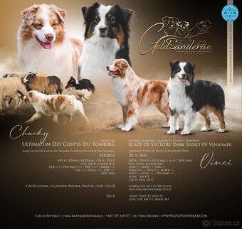 Australský ovčák štěňátka s PP