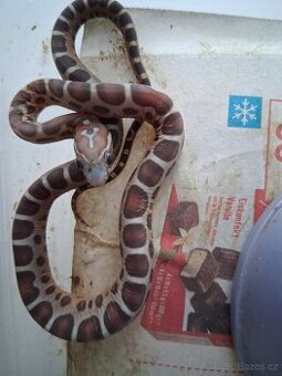 Užovka červená - odchovy 2025, Burzy ŽE, Faunahobby Brno, Aq
