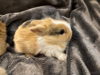 Zakrslý králík - lvíček