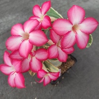 Adenium obesum mix barev asi 12cm velikost