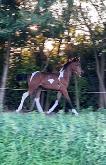 Výnimočná kobylka na predaj