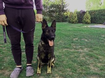 Nemecky ovcak fena na hlídání nemovitosti