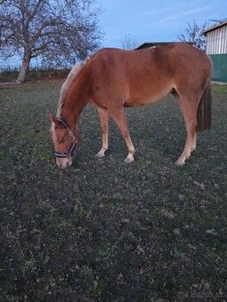 Prodám pony klisnu
