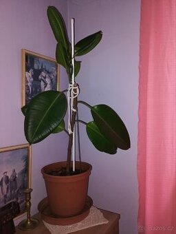 Fíkus kolem 1 metrů výška