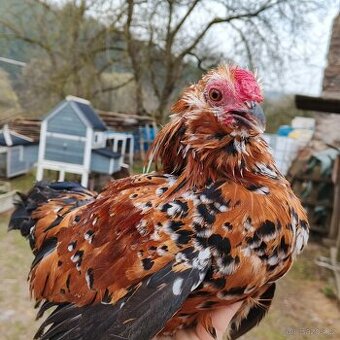 Antverpský vousáč