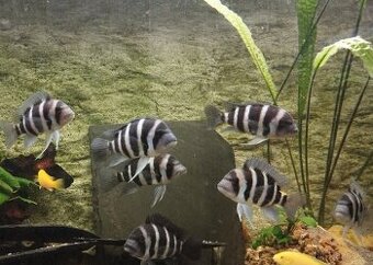 Cyphotilapia frontosa