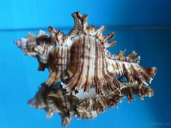 Chicoreus torrefactus