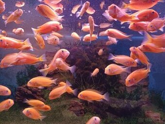 Tropheus Red Bishop - 1