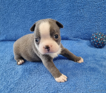 Boston terier,Bostonský terier,Boston terrier COLORED