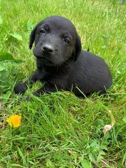 Labrador - 1
