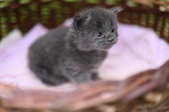 Mainská mývalí - maine coon - MCO - 3 koťátka