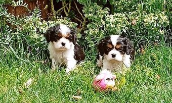 Cavalier, kavalier, cavalier king charles spaniel - 1