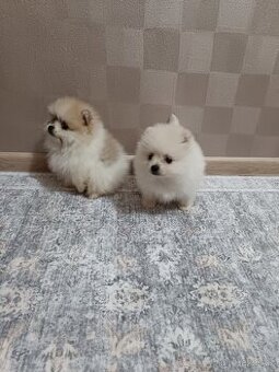 Pomeranian