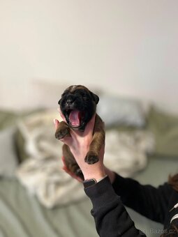 Německý boxer - Full european FCI pedigree - 1