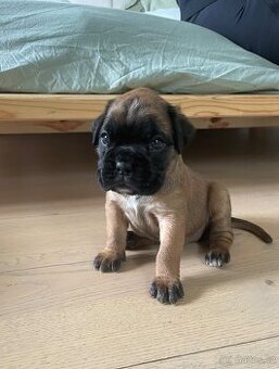 Německý boxer - Full european FCI pedigree