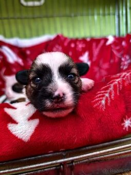 Jack Russell teriér