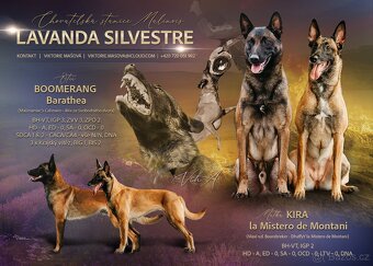 Belgický ovčák malinois-štěňata
