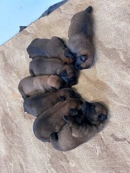 Belgický ovčák malinois
