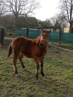 Slezký Norik SN. - 1