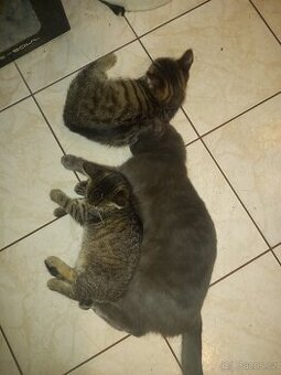 Koťátka Britské modré kočky