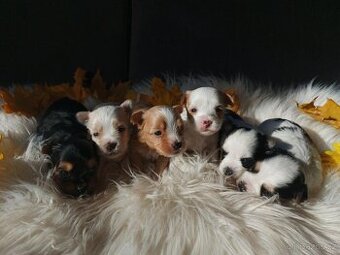 Biewer, Golddust  jorkšírský teriér s PP