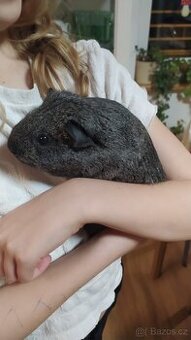 PRODÁM SAMIČKY MORČAT