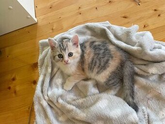 Prodám kotě - křížence perské kočky
