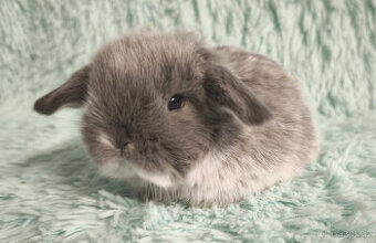 ⭐️ Vánoční ⭐️ Zakrslý beránek 🍀 U1 🍀