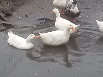 Prodám kačery a kachny
