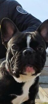 Francouzsky buldocek kryti