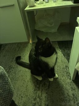 Daruji kočičku na barak - 1