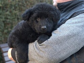 Německý ovčák s PP FCI