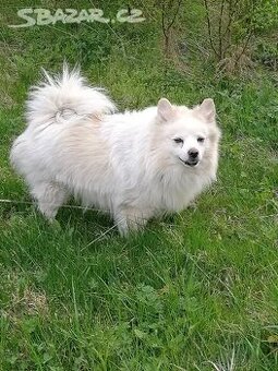 Německý špic ke krytí