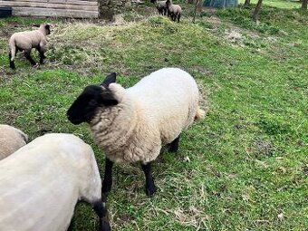 Jehněčí maso Suffolk