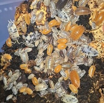 Isopodi - porcellio laevis