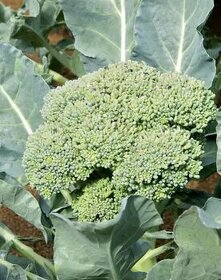 Semínka brokolice, pac-choi, kapusta, vodnice - 1