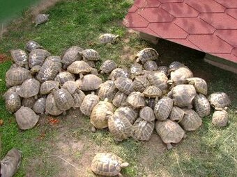 Suchozemské želvy 2023 a 2024 + vybavená terrária