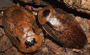 Archimandrita tessellata