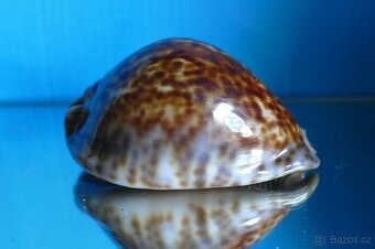 Cypraea stercoraria - Senegal - 1